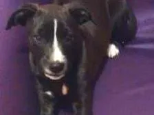 Cachorro ra a Sem raça definida idade 2 a 6 meses nome Adocao