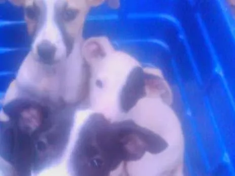 Cachorro ra a não sei idade Abaixo de 2 meses nome filhotes