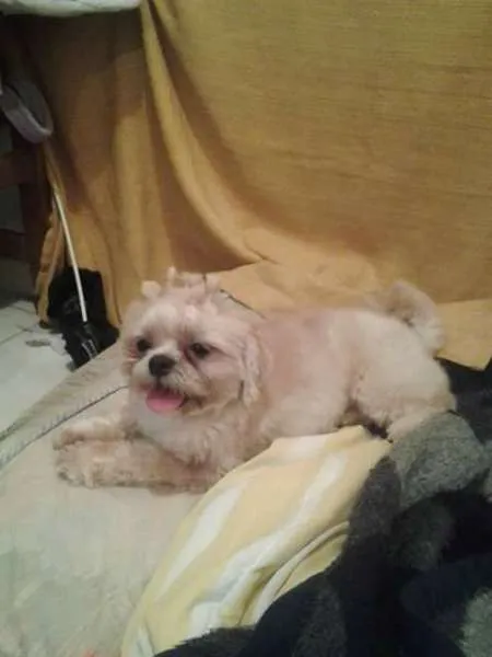 Cachorro ra a Shih tzu idade 3 anos nome Javier