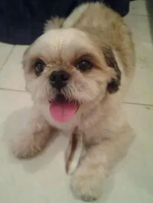 Cachorro raça Shih tzu idade 3 anos nome Javier