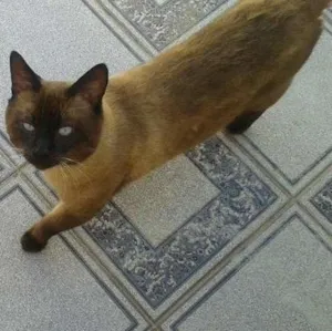 Gato raça SRD idade 3 anos nome Raul/Chorão