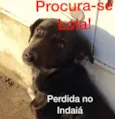LOLA