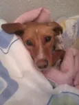 nina