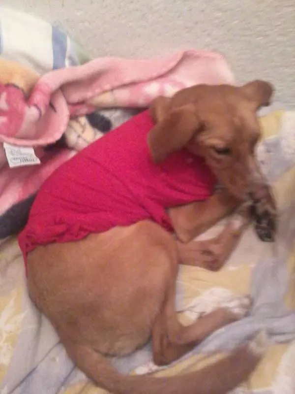 Cachorro ra a vira lata idade 1 ano nome nina