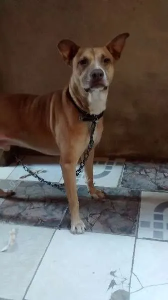 Cachorro ra a Mestiço (pit bul) idade 4 anos nome Scooby