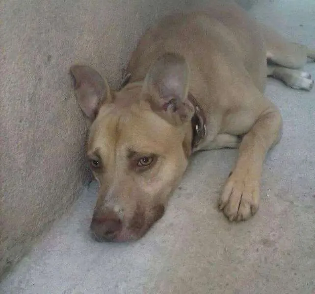 Cachorro ra a Mestiço (pit bul) idade 4 anos nome Scooby