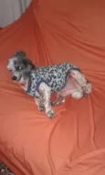 Pipoca