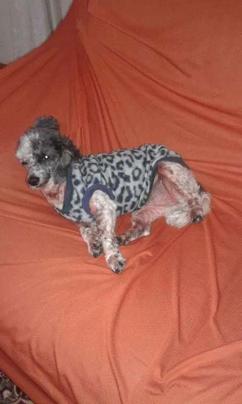 Cachorro ra a Srd idade 4 anos nome Pipoca