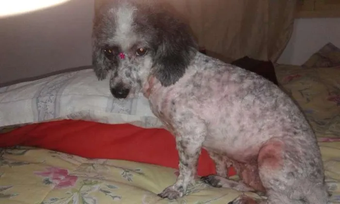 Cachorro ra a Srd idade 4 anos nome Pipoca