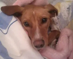 Cachorro raça vira lata idade 1 ano nome nina