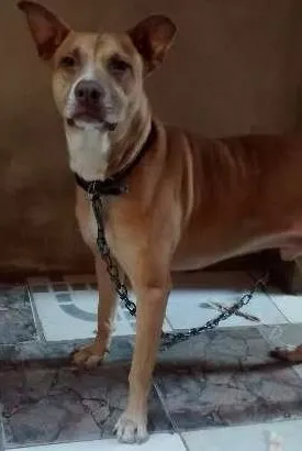 Cachorro ra a Mestiço (pit bul) idade 4 anos nome Scooby