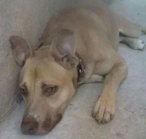 Cachorro raça Mestiço (pit bul) idade 4 anos nome Scooby