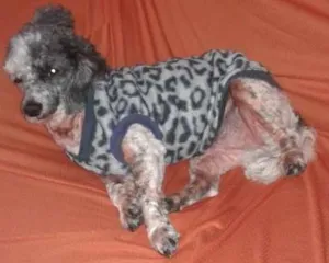 Cachorro raça Srd idade 4 anos nome Pipoca