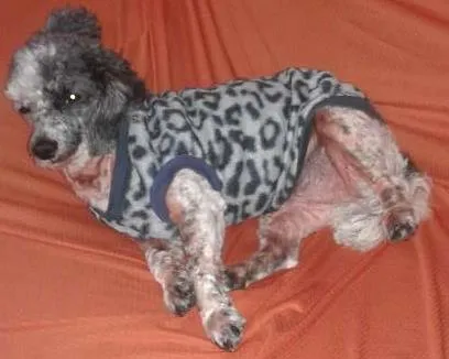 Cachorro ra a Srd idade 4 anos nome Pipoca