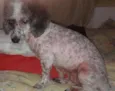 Pipoca