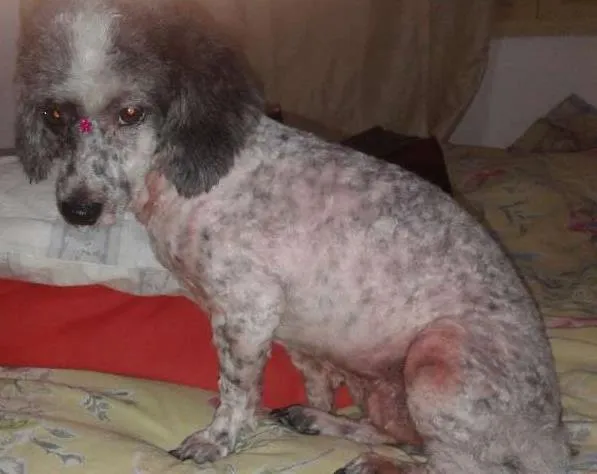 Cachorro ra a Srd idade 4 anos nome Pipoca
