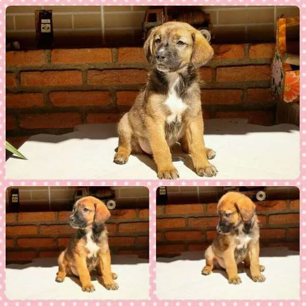 Cachorro ra a SRD idade Abaixo de 2 meses nome sem nome