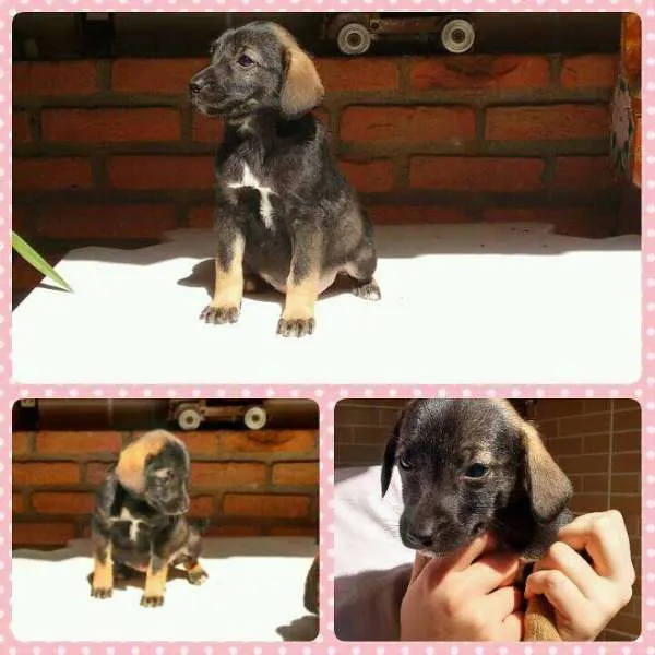 Cachorro ra a SRD idade Abaixo de 2 meses nome sem nome