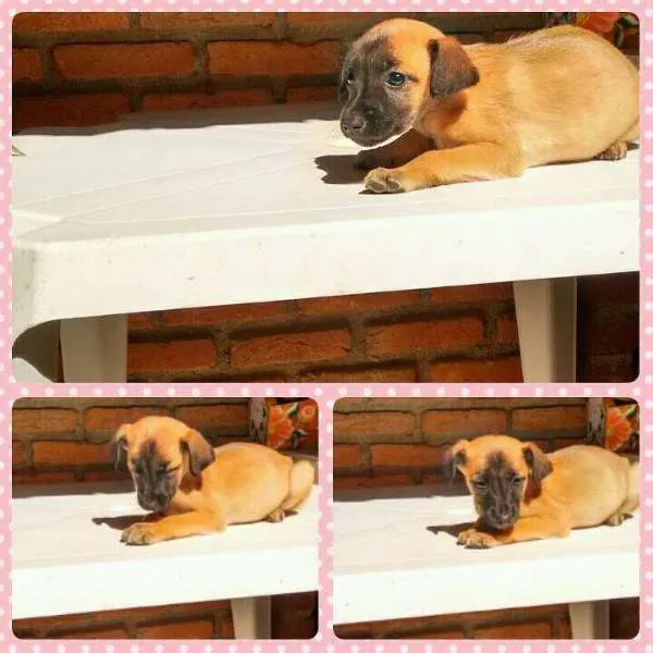 Cachorro ra a SRD idade Abaixo de 2 meses nome sem nome