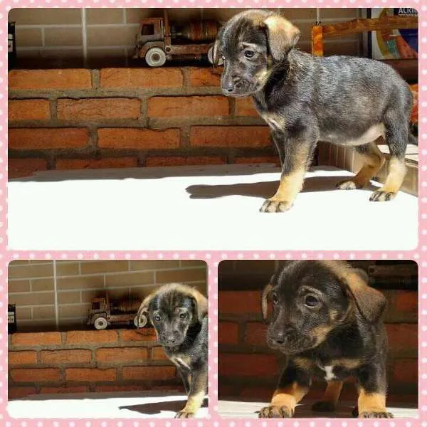 Cachorro ra a SRD idade Abaixo de 2 meses nome sem nome