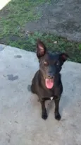 Pantera