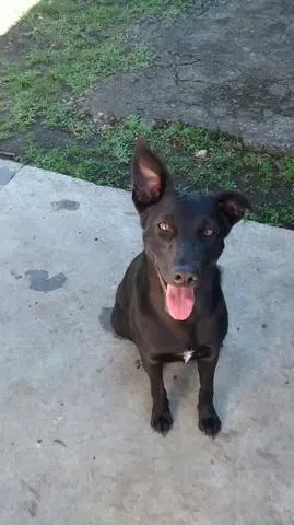 Cachorro raça SRD idade 1 ano nome Pantera