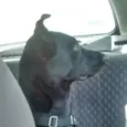 Pantera