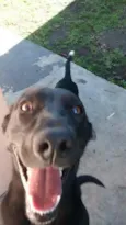 Pantera