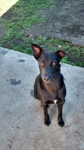 Cachorro raça SRD idade 1 ano nome Pantera