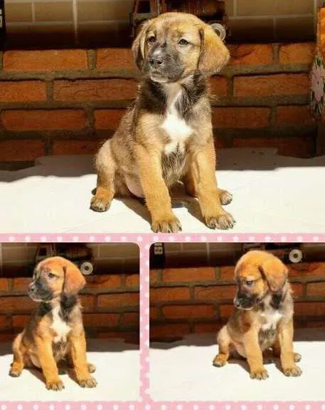 Cachorro ra a SRD idade Abaixo de 2 meses nome sem nome