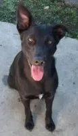 Pantera
