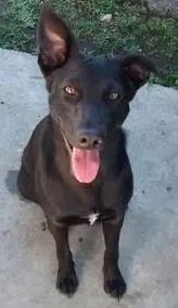 Cachorro raça SRD idade 1 ano nome Pantera