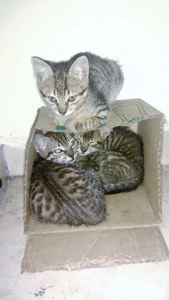Gato ra a SRD idade Abaixo de 2 meses nome Sem Nome