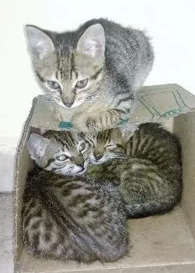 Gato raça SRD idade Abaixo de 2 meses nome Sem Nome