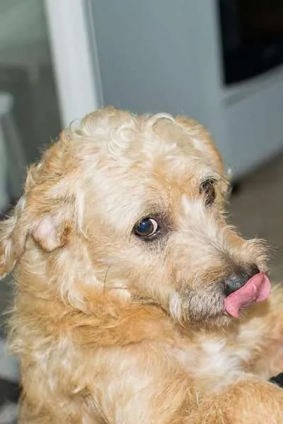 Cachorro ra a Lindo Vira-Lata idade 6 ou mais anos nome Benji
