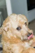 Benji
