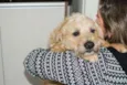 Benji