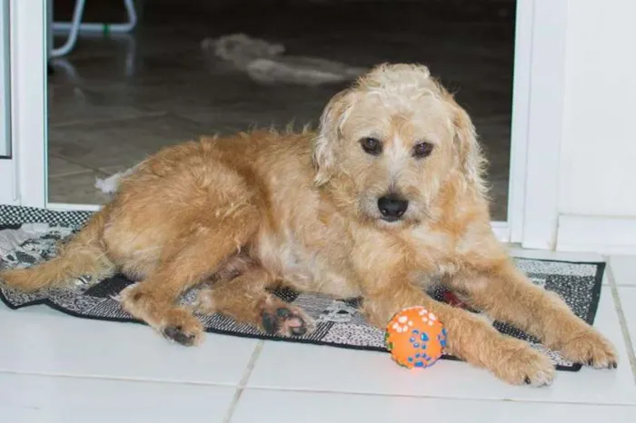 Cachorro ra a Lindo Vira-Lata idade 6 ou mais anos nome Benji