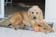 Benji