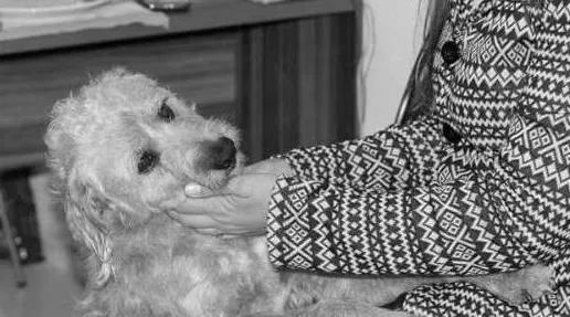 Cachorro ra a Lindo Vira-Lata idade 6 ou mais anos nome Benji
