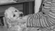 Benji