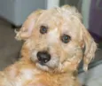Benji