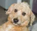 Cachorro raça Lindo Vira-Lata idade 6 ou mais anos nome Benji