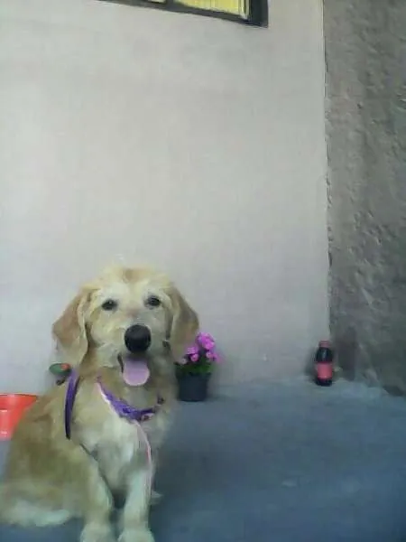 Cachorro ra a SRD idade  nome Pink