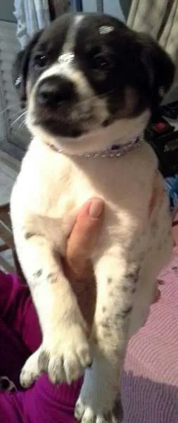 Cachorro ra a sem raça idade Abaixo de 2 meses nome sem nome