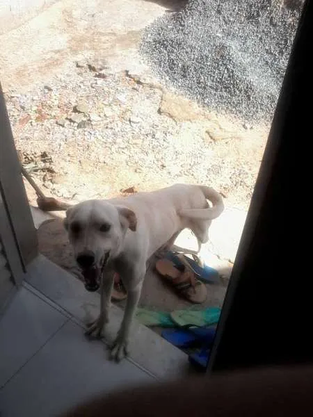 Cachorro ra a vira lata  idade 3 anos nome branco