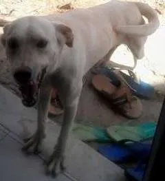 Cachorro ra a vira lata  idade 3 anos nome branco