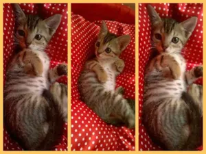 Gato raça não sei idade Abaixo de 2 meses nome Griça