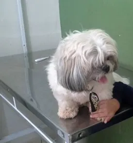 Cachorro ra a Shitzu idade 1 ano nome Totó