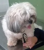 Cachorro raça Shitzu idade 1 ano nome Totó